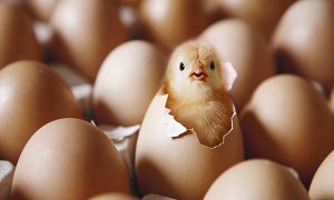 ۲۱ میلیون قطعه جوجه‌ریزی در مازندران ثبت شد